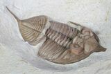 Bargain, Huntonia Lingulifer (Rare Species) - Oklahoma #92755-2